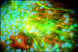 Anti-Neurofilament 200 antibody produced in rabbit IgG fraction of antiserum, buffered aqueous solution