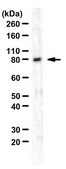 Anti-PI3 Kinase Antibody, p85 from rabbit, purified by affinity chromatography