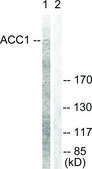 Anti-ACC1 antibody produced in rabbit affinity isolated antibody