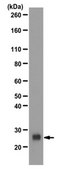 Anti-IL-12 alpha Antibody from rabbit, purified by affinity chromatography