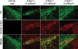 Anti-Tyrosine Hydroxylase Antibody Chemicon®, from rabbit