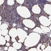 Anti-ELANE antibody produced in rabbit Prestige Antibodies® Powered by Atlas Antibodies, affinity isolated antibody