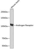 Anti-Androgen Receptor antibody produced in rabbit