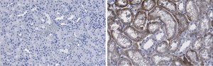 Anti-CD133 (Prominin-1) Antibody, clone 2F8, ZooMAb® Rabbit Monoclonal recombinant, expressed in HEK 293 cells