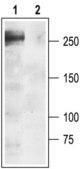 Anti-Sodium Channel, Brain Type I (α subunit) antibody produced in rabbit affinity isolated antibody, lyophilized powder