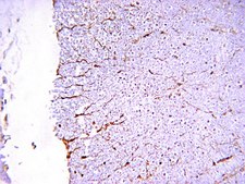Anti-NMDAR1 Antibody, clone 54.1 clone 54.1, Chemicon®, from mouse