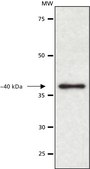 Anti-Paraoxonase 1 (PON1) 兔抗 ~1 mg/mL, affinity isolated antibody, buffered aqueous solution