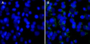 DAPI，二乳酸 ≥98% (HPLC)