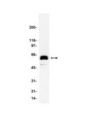Anti-Paxillin Antibody, clone 5H11 clone 5H11, Upstate®, from mouse