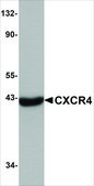 抗-CXCR4 兔抗 IgG fraction of antiserum, buffered aqueous solution