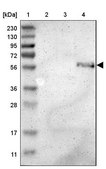 Anti-ZMPSTE24 antibody produced in rabbit Prestige Antibodies® Powered by Atlas Antibodies, affinity isolated antibody, buffered aqueous glycerol solution