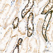 Anti-GRIK2 Antibody, clone 4B4L9, Rabbit Monoclonal