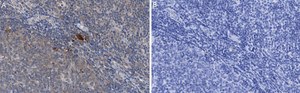 Anti-Thy-1(CD90) Antibody, clone 1I7 ZooMAb® Rabbit Monoclonal recombinant, expressed in HEK 293 cells