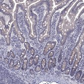 Anti-HTR4 antibody produced in rabbit Prestige Antibodies® Powered by Atlas Antibodies, affinity isolated antibody, buffered aqueous glycerol solution