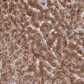 Anti-MTHFD1 antibody produced in rabbit Ab1, Prestige Antibodies® Powered by Atlas Antibodies, affinity isolated antibody, buffered aqueous glycerol solution