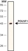 Monoclonal Anti-POU5F1 (Oct4) antibody produced in mouse ~1.0 mg/mL, clone PF-29, purified immunoglobulin, buffered aqueous solution