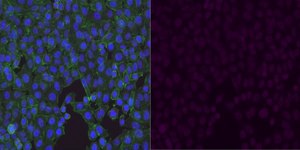 Anti-GLUT-1 Antibody, CT, Alexa Fluor™ 647 Conjugate from rabbit, ALEXA FLUOR™ 647