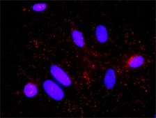 Monoclonal Anti-CDKN1B antibody produced in mouse clone 4B4-E6, purified immunoglobulin, buffered aqueous solution