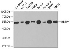 Anti-RBBP4 antibody produced in rabbit