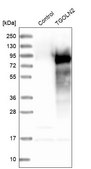 Anti-TGOLN2 antibody produced in rabbit Prestige Antibodies® Powered by Atlas Antibodies, affinity isolated antibody, buffered aqueous glycerol solution
