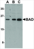 Anti-BAD antibody produced in rabbit IgG fraction of antiserum, buffered aqueous solution