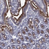 Anti-SLC1A1 antibody produced in rabbit Prestige Antibodies® Powered by Atlas Antibodies, affinity isolated antibody, buffered aqueous glycerol solution