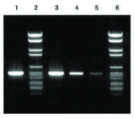 PCR Nucleotide Mix solution, sufficient for 500 reactions (11581295001), sufficient for 5,000 reactions (11814362001), sufficient for 2,500 reactions (04638956001)