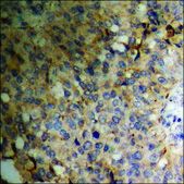 Anti-phospho-Pin1 (pSer16) antibody produced in rabbit affinity isolated antibody