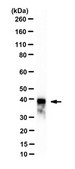 Anti-gamma-Actin/ACTG1 Antibody, clone 2A3 clone 2A3, from mouse