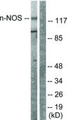Anti-NNOS antibody produced in rabbit affinity isolated antibody