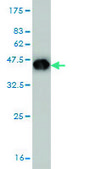 Monoclonal Anti-FHL1 antibody produced in mouse clone 2A9, purified immunoglobulin, buffered aqueous solution