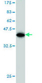 Monoclonal Anti-ELAVL1 antibody produced in mouse clone 4G8, purified immunoglobulin, buffered aqueous solution