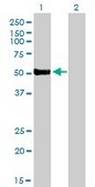 Monoclonal Anti-FOXA2 antibody produced in mouse clone 7E6, purified immunoglobulin, buffered aqueous solution