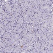 Anti-F2 antibody produced in rabbit Prestige Antibodies® Powered by Atlas Antibodies, affinity isolated antibody, buffered aqueous glycerol solution