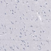 Monoclonal Anti-GZMB antibody produced in mouse Prestige Antibodies® Powered by Atlas Antibodies, clone CL10662, purified antibody (Protein A)