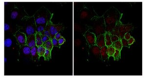 Anti-trimethyl-Histone H3 (Lys36) Antibody from rabbit, purified by affinity chromatography