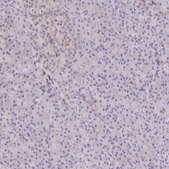 Anti-CD80 antibody produced in rabbit Prestige Antibodies® Powered by Atlas Antibodies, affinity isolated antibody, buffered aqueous glycerol solution
