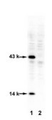 Anti-phospho-Neurogranin (Ser36)/Neuromodulin (Ser41) Antibody serum, from rabbit