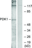 Anti-PDK1 antibody produced in rabbit affinity isolated antibody