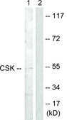 Anti-CSK antibody produced in rabbit affinity isolated antibody