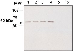 Anti-CRMP2 antibody produced in rabbit ~1.0 mg/mL, affinity isolated antibody, buffered aqueous solution