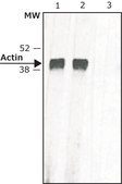 Anti-Mouse IgG (whole molecule)−Biotin antibody produced in rabbit IgG fraction of antiserum, buffered aqueous solution