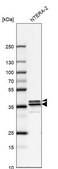 Anti-HNRNPA2B1 antibody produced in rabbit Prestige Antibodies® Powered by Atlas Antibodies, affinity isolated antibody