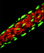 Monoclonal Anti-Vinculin antibody produced in mouse clone VIN-11-5, ascites fluid