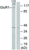 Anti-GLUR1 antibody produced in rabbit affinity isolated antibody