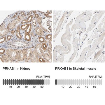 Anti-PRKAB1 antibody produced in rabbit Prestige Antibodies® Powered by Atlas Antibodies, affinity isolated antibody, buffered aqueous glycerol solution