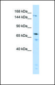 Anti-GRIN2B antibody produced in rabbit affinity isolated antibody