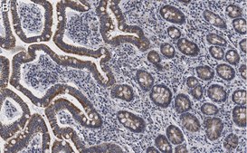 Anti-LONP1 Antibody, clone 1I18, ZooMAb® Rabbit Monoclonal recombinant, expressed in HEK 293 cells