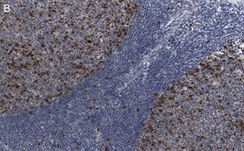 Anti-Cyclin A2 Antibody, clone 2K11 ZooMAb® Rabbit Monoclonal recombinant, expressed in HEK 293 cells