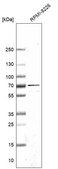 Anti-EIF2A antibody produced in rabbit Prestige Antibodies® Powered by Atlas Antibodies, affinity isolated antibody, buffered aqueous glycerol solution